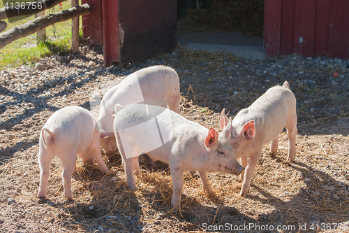 Image of Pigs in a farmyard