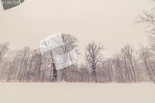 Image of Trees in a winter landscape