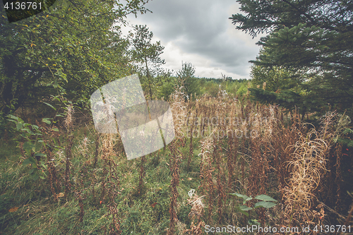 Image of Withered wildflowers in a forest