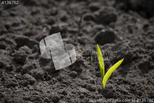 Image of Green sprout growing in the soil