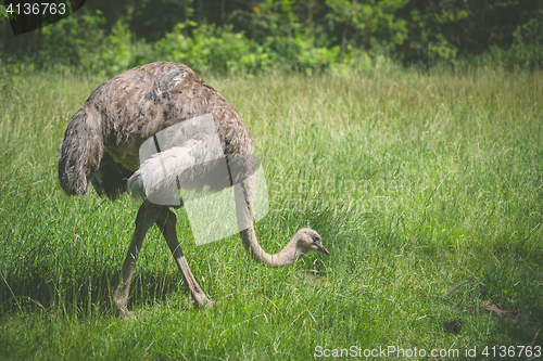 Image of Ostrich walking on a green meadow