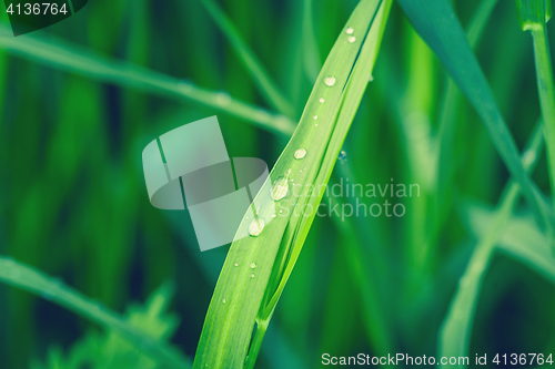 Image of Raindrops on a green leaf