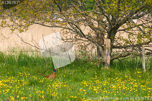 Image of Meadow with yellow flowers and a pheasant