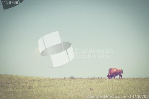 Image of Bison on a green meadow