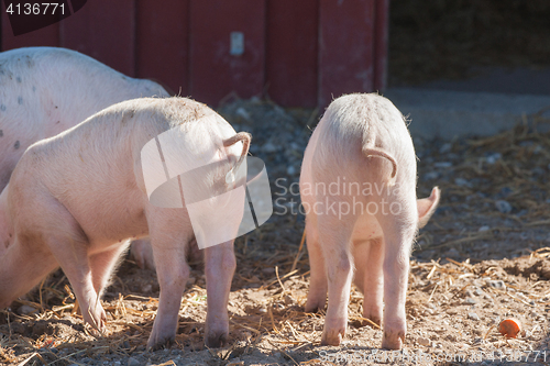 Image of Pink piglets with curly tails