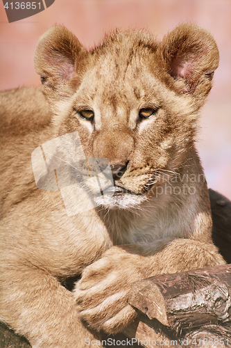 Image of Portrait of Young Lion