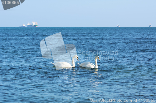 Image of White Swans in the Black Sea