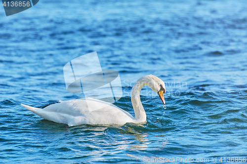 Image of White Swan on Black Sea