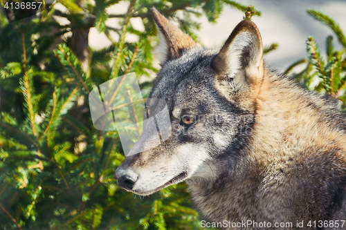 Image of Portrait of Grey Wolf 