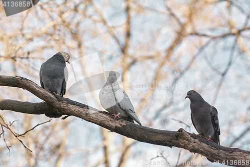 Image of Doves on Tree