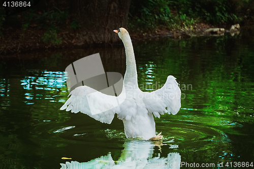 Image of Flying up White Swan