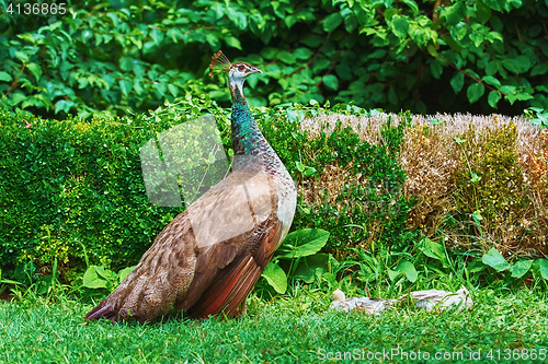 Image of Peahen with Nestlings