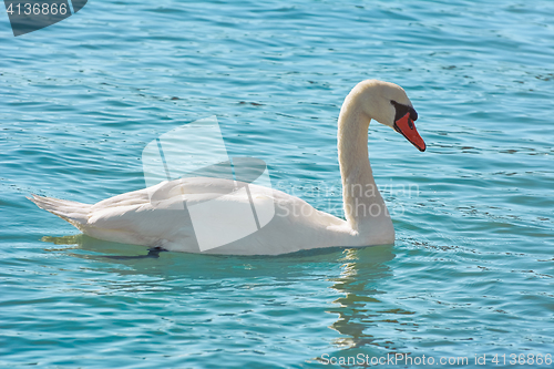 Image of Swan on the Lake
