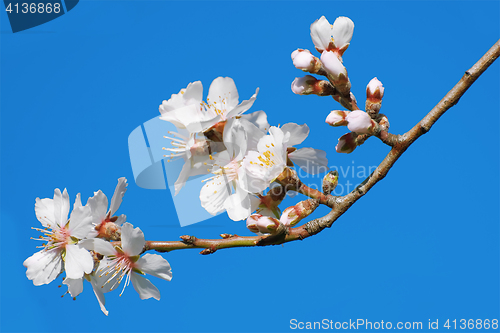 Image of Spring Flowers on Branchlet