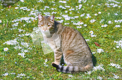 Image of Cat on the Lawn