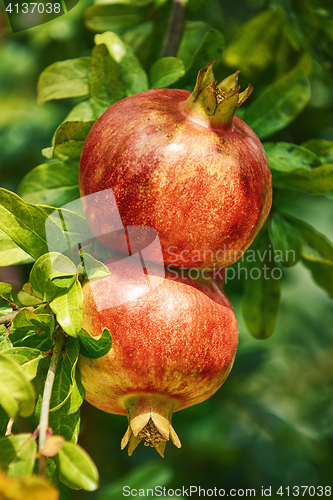 Image of Mature Pomegranate Fruits