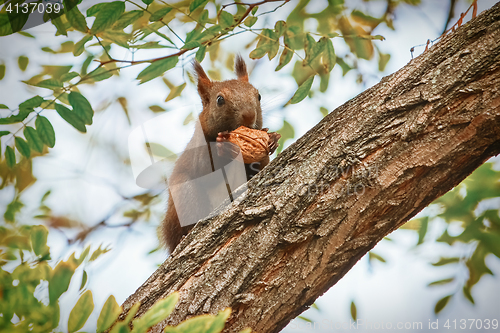 Image of Squirrel with Walnut