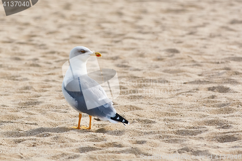 Image of Seagull on Sand 