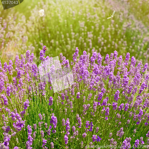 Image of Shrub of Lavandula