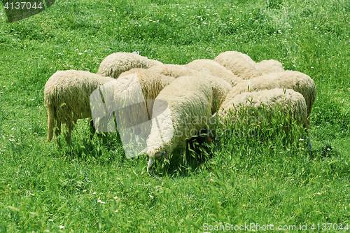 Image of Flock of Sheep