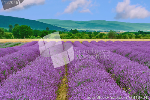 Image of Field of Lavender