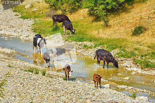 Image of Herd of Cows