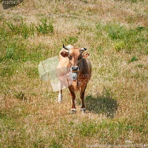 Image of Cow on Pasture