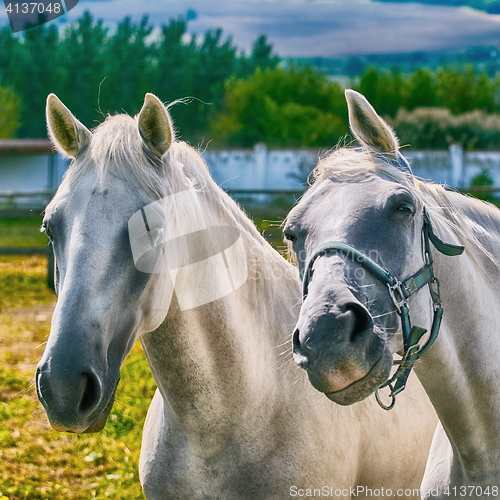 Image of Portrait of Horses