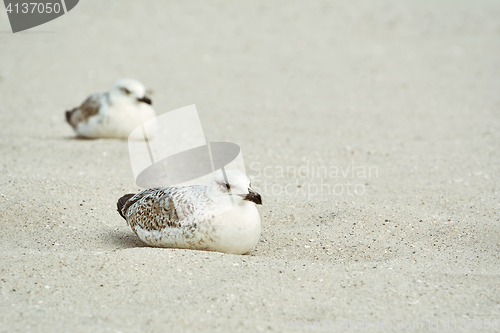 Image of Gull Nestlings on the Sand