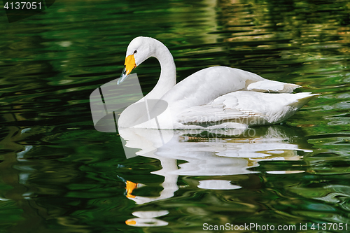 Image of Swan on the Pond