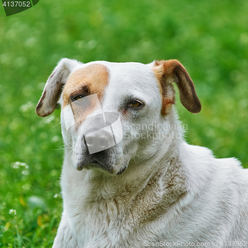 Image of Portrait of Dog