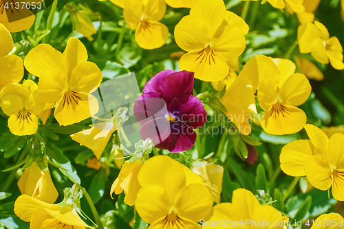 Image of Garden Pansy Flowers