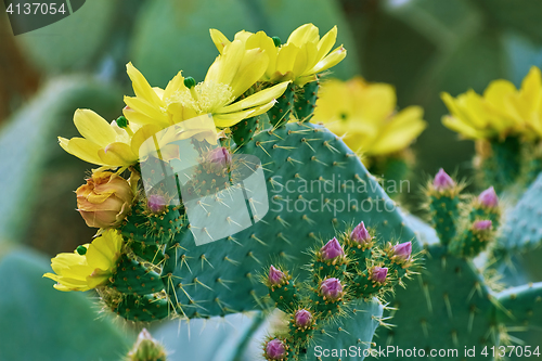 Image of Blossom of Opuntia