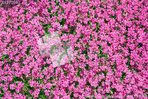 Image of Background from Spring Flowers