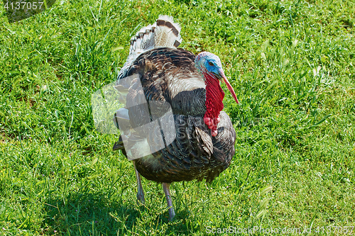 Image of Turkey on Grass