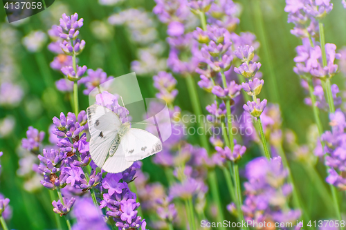 Image of Cabbage White Butterfly