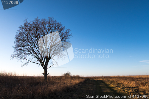 Image of Lone tree by a country roadside