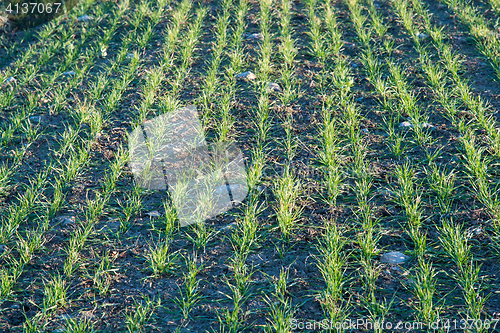 Image of Fresh green corn plants