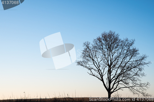 Image of Lone tree silhouette