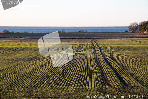 Image of Corn field with green symmetric rows