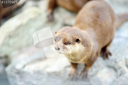Image of Cute otter closeup. Selective focus on the head.
