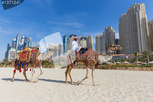 Image of Man offering camel ride on Jumeirah beach, Dubai, United Arab Emirates.