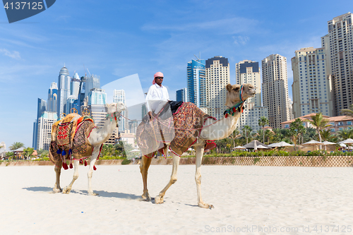 Image of Man offering camel ride on Jumeirah beach, Dubai, United Arab Emirates.