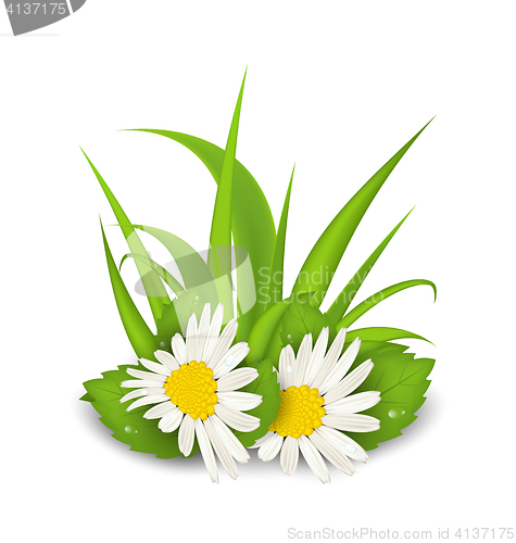 Image of Camomile flowers with grass on white background