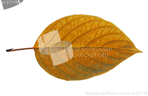 Image of birch leaf isolated on white background