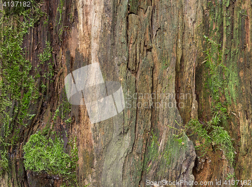 Image of Moss and mold affect a wood panel