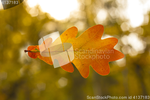 Image of Oak leaf