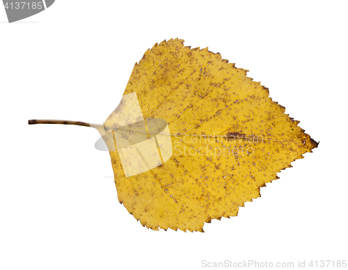 Image of birch leaf isolated on white background