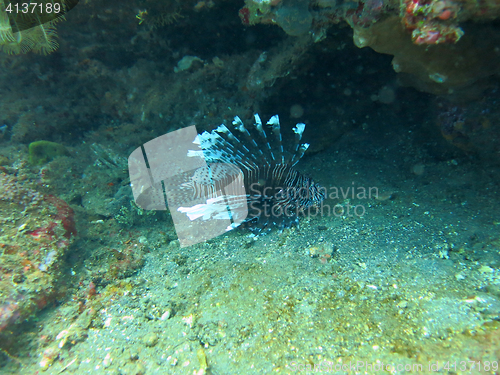 Image of Lionfish (pterois) on coral reef Bali.