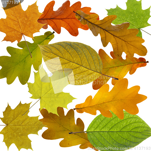 Image of Colorful and bright background made of fallen autumn leaves.